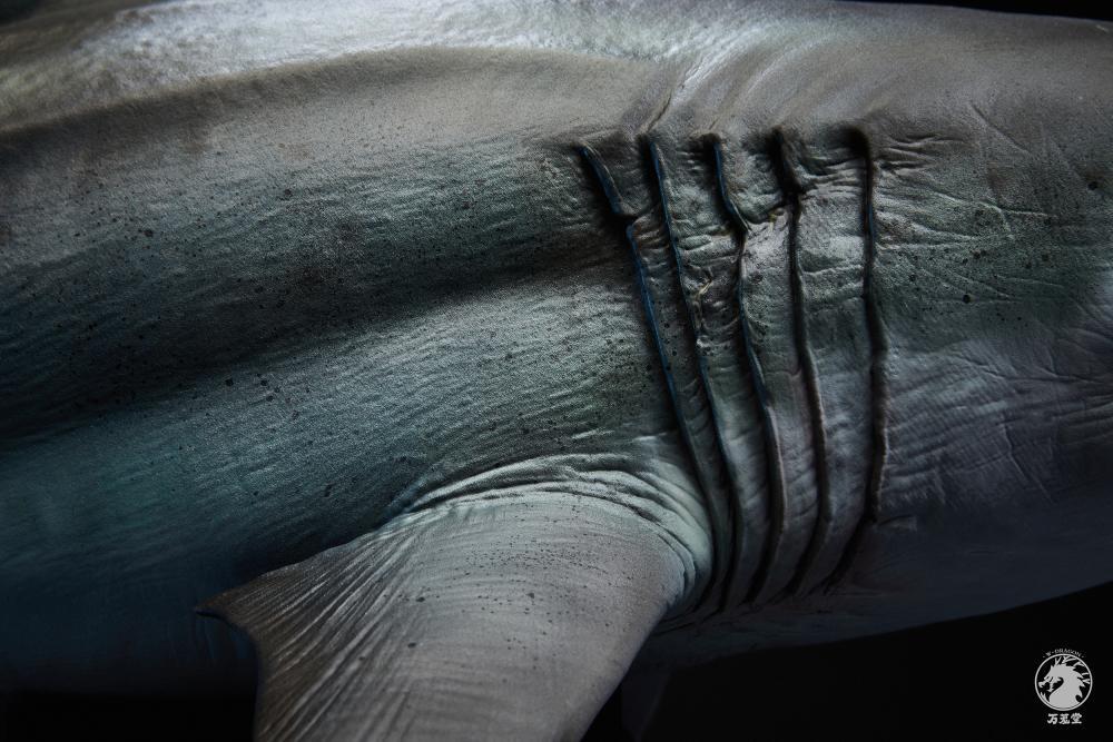 W-Dragon - 1:35 The Meg (Megalodon Shark) Figure Statue - inshobby.com